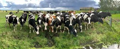 a herd of cows grazing in a field at Slapen op het platteland in Bodegraven