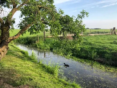 a duck swimming in a river in a field at Slapen op het platteland in Bodegraven