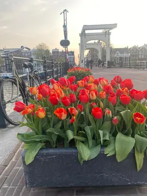 a bunch of red and orange tulips in a flower pot at Amstel Boutique Studio in Amsterdam