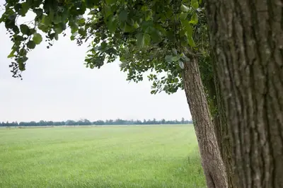 a tree standing next to a large green field at Het Jaarsveldhof in Montfoort