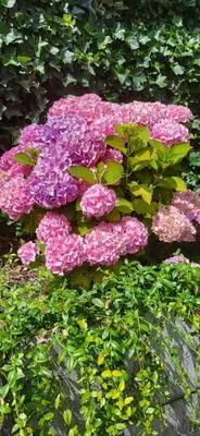 a bunch of pink flowers with green leaves at Santvort Luxury Apartment with Private Parking in Zandvoort