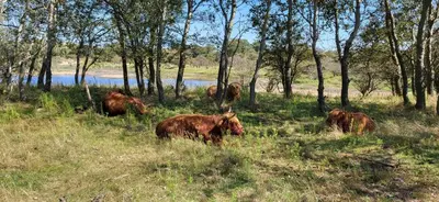 a group of animals grazing in a field with trees at Santvort Luxury Apartment with Private Parking in Zandvoort