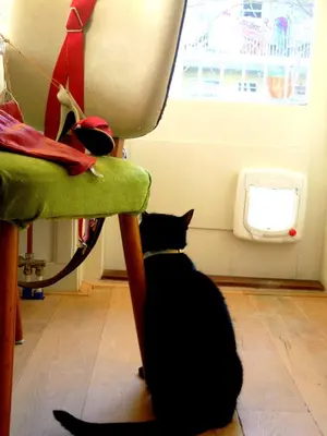 a black cat sitting under a chair looking out the window at MissOrtelia B&B in Amsterdam