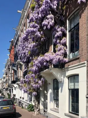 a building with purple flowers on the side of it at Spinoza Suites in Amsterdam