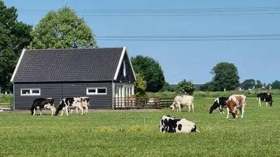 a herd of cows grazing in a field in front of a barn at City Farmer Amsterdam a Guesthouse with Bikes , Bed & Breakfast and Free Parking in Amsterdam
