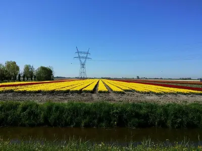a field of yellow and red tulips at Gastenverblijf appartement tussen Alkmaar en Hoorn in Oterleek