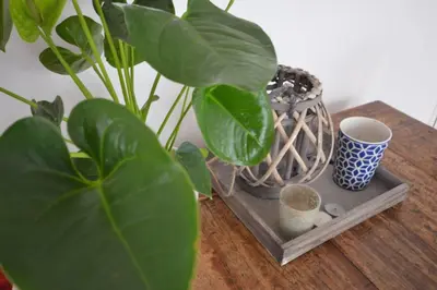 a plant sitting on a wooden table next to a basket at 't Duinhuisje in Zandvoort