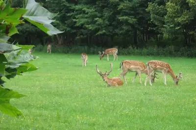 a group of deer grazing in a field of grass at 't Duinhuisje in Zandvoort