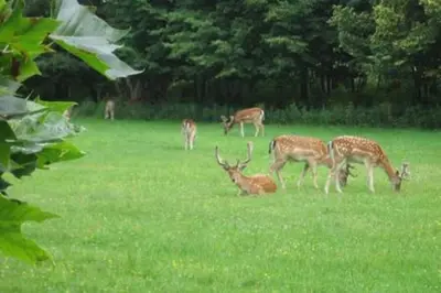 a group of deer grazing in a field of grass at 't Zandhuisje in Zandvoort