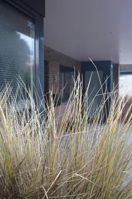 a field of tall grass in front of a building at Longhouse Studio Zandvoort in Zandvoort