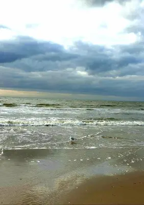 a bird is standing in the water on the beach at Zeelui in Egmond aan Zee