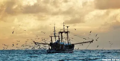 a boat in the ocean with a flock of birds at Beach-house27 in Egmond aan Zee