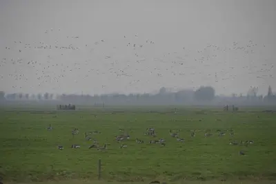 a flock of birds flying over a green field at Ora et Labora in Beets