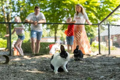 a group of people looking at rabbits in a zoo at RCN Zeewolde in Zeewolde