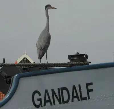 a bird standing on the top of a sign at Hotelschip Gandalf in Amsterdam