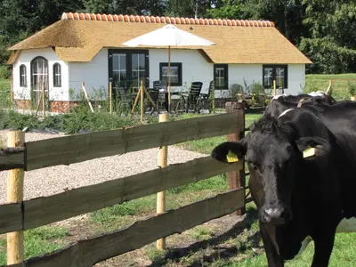 two cows standing in front of a fence in front of a house at Mariahoeve-Logies #Veenhuisje in Woubrugge