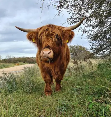 a brown cow with horns standing in the grass at Sunny dunes in Zandvoort