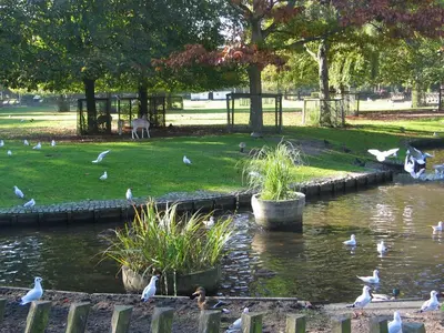 a flock of birds standing around a pond in a park at De Specht in Bergen