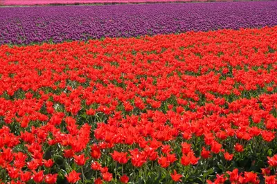 a field of red and purple tulips in a field at De Specht in Bergen
