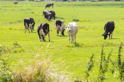 a herd of cows grazing in a field of grass at Studio Haarlemenmeer in Cruquius