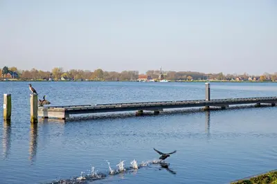 two birds sitting on a dock in the water at Studio Haarlemenmeer in Cruquius
