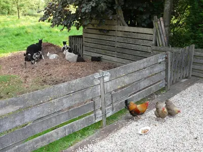 a group of chickens and cows sitting in a fence at de Boomgaard Groene Hart in Polsbroekerdam
