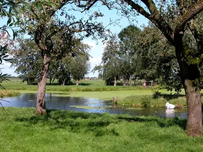 a river with a couple of trees in the grass at de Boomgaard Groene Hart in Polsbroekerdam
