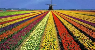 a field of flowers with a windmill in the background at Bungalow Haarlem Amsterdam with jacuzzi in Vijfhuizen