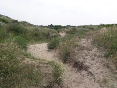 a dirt path in a field with grass and weeds at Chalet Joleen IJmuiden aan zee, vlakbij het strand in IJmuiden