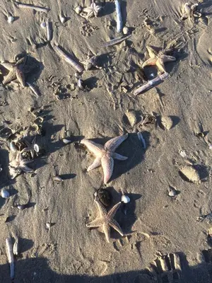 a group of starfish on the sand on the beach at Hotel Noordzee in Zandvoort