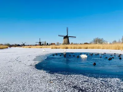 a group of ducks swimming in a pond in front of a windmill at Canal House - Homestay in Alkmaar