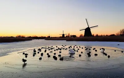 a flock of birds standing in the water with a windmill at Canal House - Homestay in Alkmaar