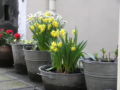 a group of pots filled with yellow and white flowers at B&B Singel 100 in Amsterdam