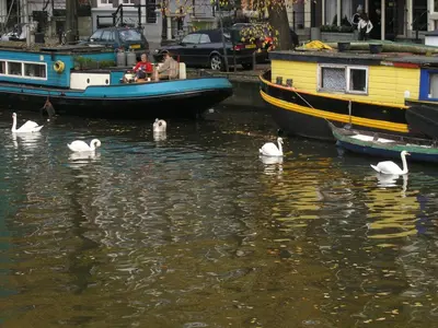 a group of swans in the water next to boats at B&B Singel 100 in Amsterdam