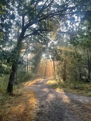 a dirt road with the sun shining through trees at Duynparc Soest in Soest