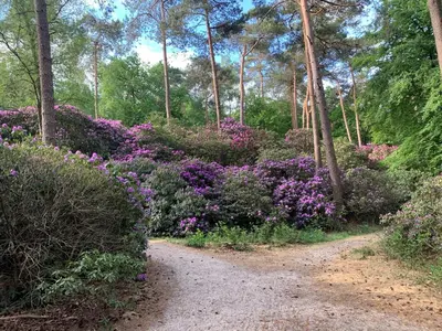 a dirt path through a garden with purple flowers at Duynparc Soest in Soest