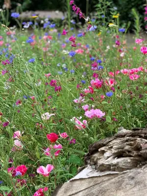a field of colorful flowers in a garden at Duynparc Soest in Soest