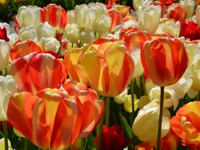 a bunch of red and white tulips in a field at Apartment in Noordwijk near North Sea Beach in Noordwijk