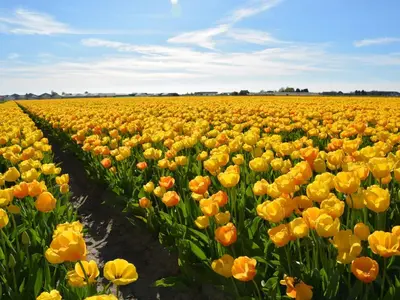 a large field of yellow flowers in a field at Apartment in Noordwijk near North Sea Beach in Noordwijk