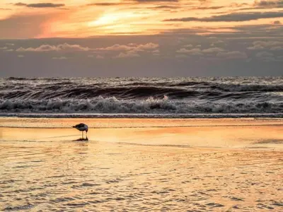 a bird standing on a beach near the ocean at Apartment in Noordwijk near North Sea Beach in Noordwijk