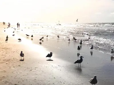 a group of birds standing on a beach at Apartment in Noordwijk near North Sea Beach in Noordwijk