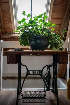 a plant in a pot sitting on a table at B&B Appartement Hemels in Twisk