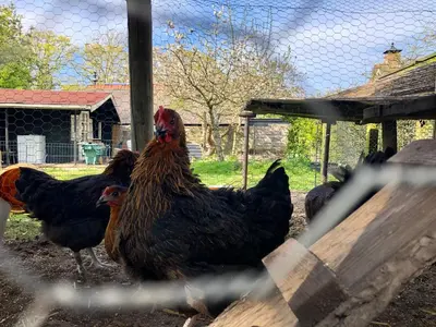a group of chickens standing in a pen at Hoeve te Gast - vakantieboerderij in Groet