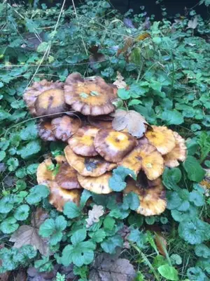 a group of mushrooms growing on the ground at De Nollen in Egmond aan den Hoef