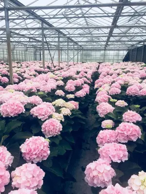a bunch of pink flowers in a greenhouse at Cozy tiny house close to Schiphol Ams Airport in Rijsenhout