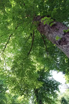 a tree with lots of green leaves on it at Bergenshofje in Bergen