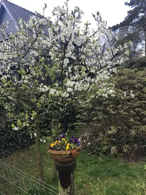 a tree with flowers in a pot next to a fence at De Sloep in Bergen