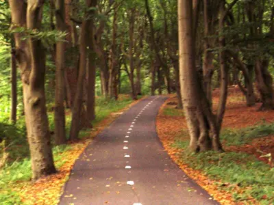 a road in the middle of a forest with trees at De Sloep in Bergen