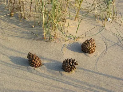 four pine cones in the sand on a beach at De Sloep in Bergen
