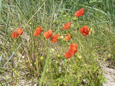 a group of red flowers in the grass at Beautiful Holiday home near the sea in Egmond aan den Hoef